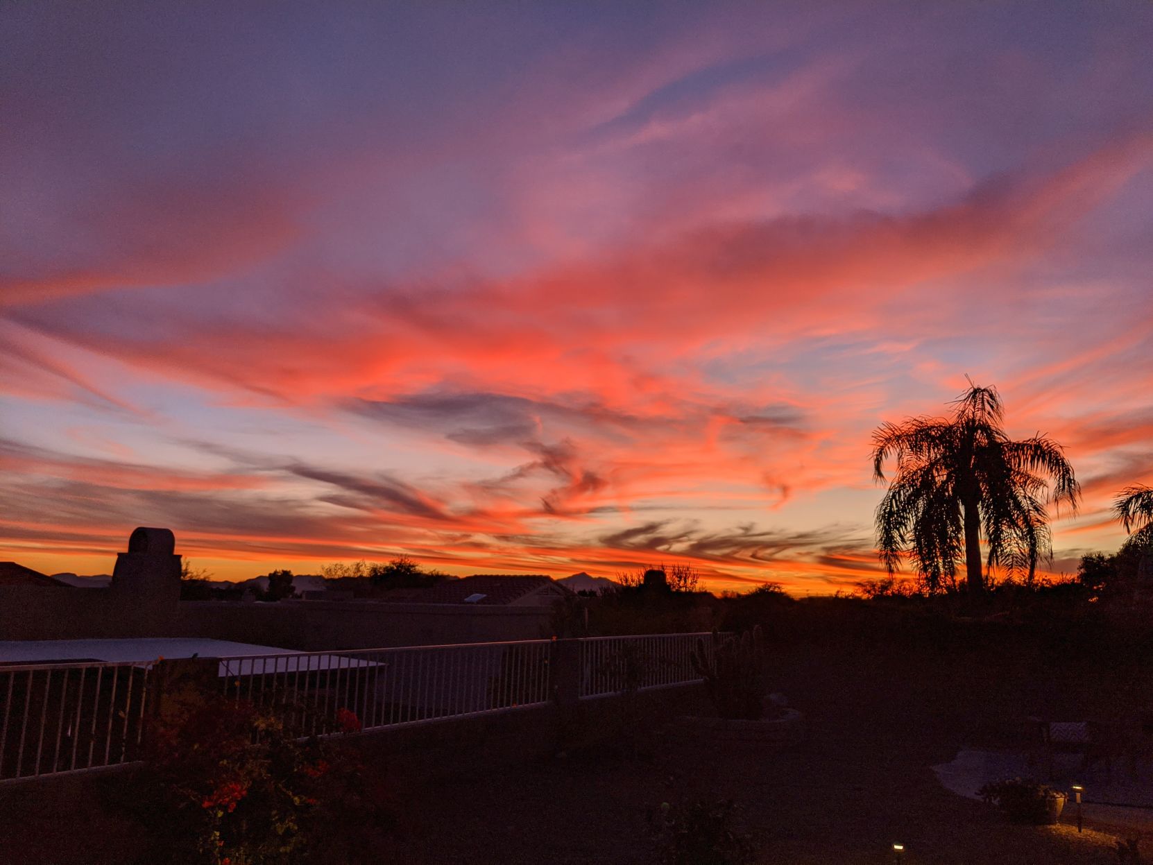 sunset trees.jpg